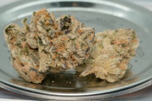 Purple Punch Cannabis bud