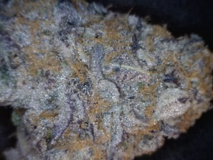 Purple Punch Cannabis flower close up