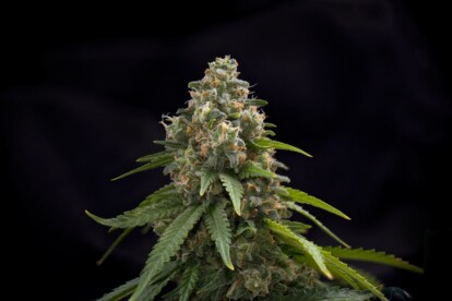 Blackwater Cannabis Strain