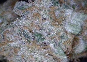 Casey Jones Cannabis flower close up