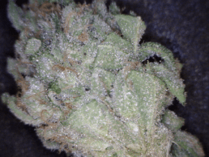 Goji OG Cannabis flower close up