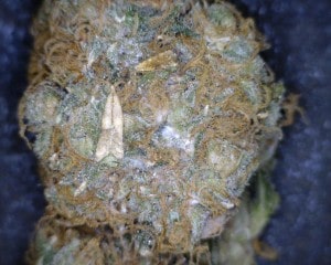 Grape God Cannabis flower close up