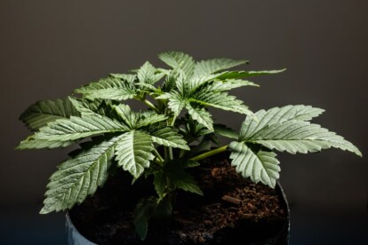 King Louis XIII Cannabis Strain