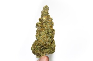 OG Kush Breath Cannabis bud