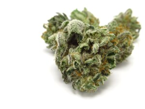 Obama Kush Cannabis bud