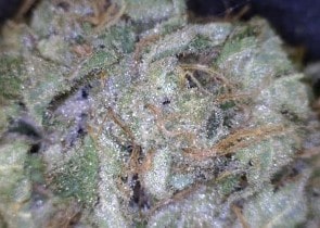 Purple Haze Cannabis flower close up