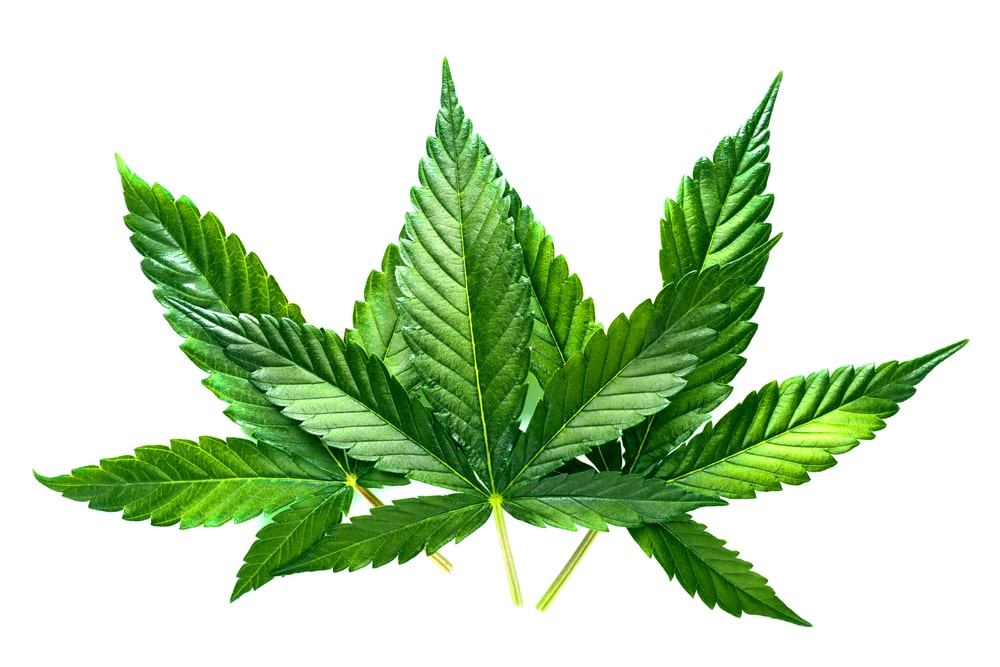 Slurricane Cannabis Strain