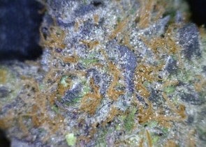 Sour Apple Cannabis flower close up