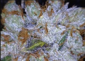 Triangle Kush Cannabis flower close up