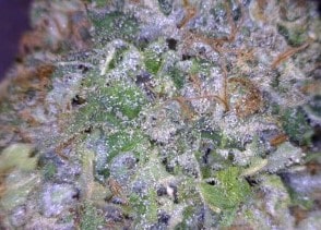 White Russian Cannabis flower close up