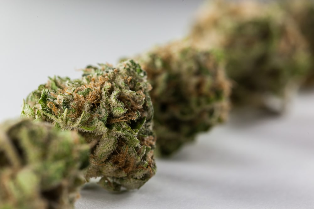 Is Hemp Flower Legal in Florida? Industrial Hemp Farms