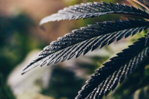 Is Hemp Flower Legal in Hawaii