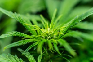 Is Hemp Flower Legal in Indiana