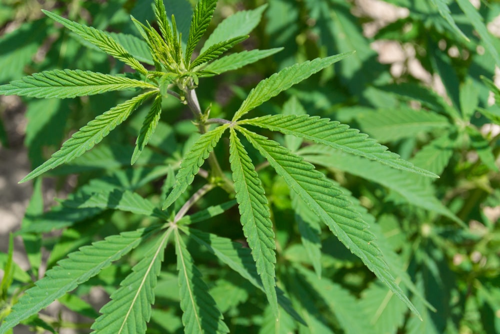 Is Hemp Flower Legal in Mexico