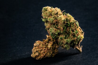 papaya nights hemp flowerSativa