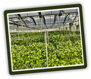 rows of hemp under greenhouse