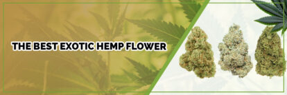 image of page banner the best exotic hemp flower