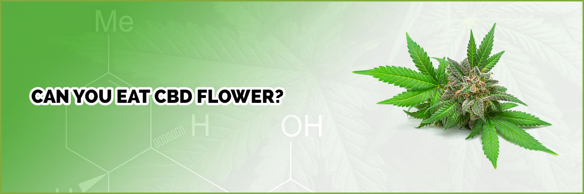 image of page banner can you eat cbd flower
