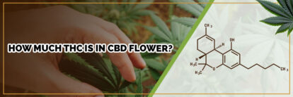 image of page banner how much thc is in cbd flower