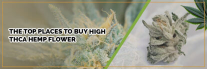 page banner of top places to buy high thca hemp flower
