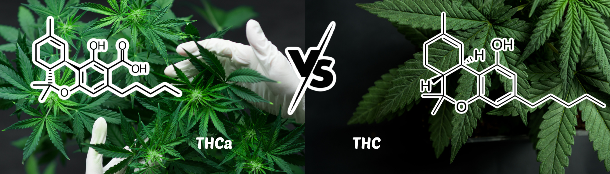 image of thca vs thc